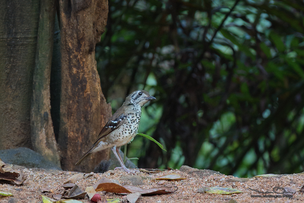 SPOT-WINGED THRUSH (Geokichla spiloptera) - Stäng / close